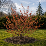 Hamamel prostredný (Hamamelis × intermedia)´DIANE´ – výška 40–60 cm, kont. C5L